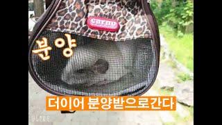 더디어 친칠라 분양받으로 간다  chinchilla チンチラ 龍貓