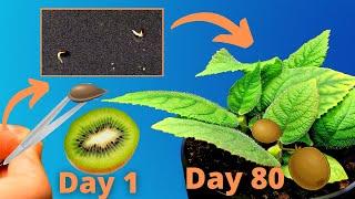 Growing KIWI from seeds!AMAZING Time Lapse