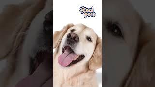 🫧COOL PETS  La mejor PELUQUERÍA CANINA a domicilio  25% DESCUENTO Zona Norte MADRID, Moraleja