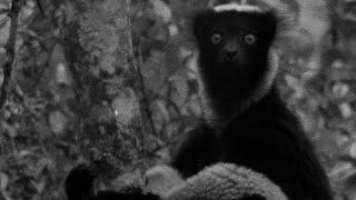 The Dog Headed Men? Indri Lemur | Zoo Quest to Madagascar | BBC Earth
