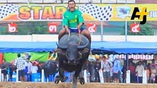 A Traditional Sport Of Buffalo Racing In Thailand