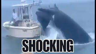 Boat Capsized By MASSIVE Whale! SOARS UP Out Of The SEA!