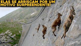 CABRAS DESAFIAM A GRAVIDADE E SE ARRISCAM POR UM MOTIVO INCRÍVEL