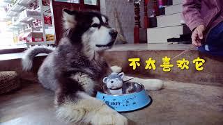 Dawang’s old enemy is another toy dog丨Apenjie with Dawang