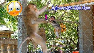 Poor baby monkey Tesla cries for Teva's mother to help him get out of the net room when he can't...