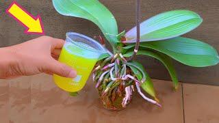 1 Cup per week! Suddenly the Orchid grows roots and blooms all year round