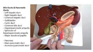 Bile ducts