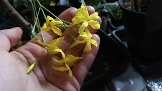 Jasminum humile ‘Revolutum’