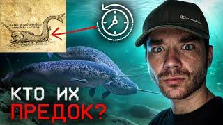 Что нашли на пропавшем корабле? | Кого боится нарвал? | Что значит красная вода? | РазМИШления