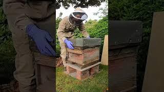 I Started Beekeeping!