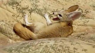 Fennec Fox Zoomies and Screamies