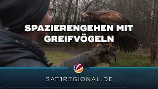 Hawk Walk: Im Wildpark Müden können Besucher mit Greifvögeln spazieren gehen