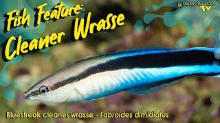 Fish Feature: Bluestreak cleaner wrasse  - Labroides dimidiatus