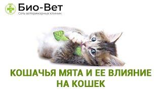 Кошачья мята и ее влияние на кошек // Био-Вет