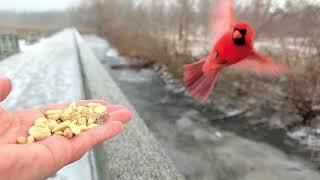 Hand-feeding Birds in Slow Mo - Cardinals on Christmas 