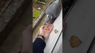 Monday pigeon post