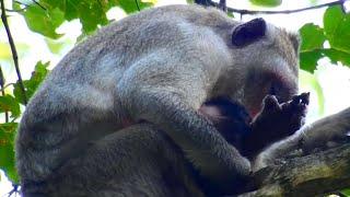 Jane just giving newborn baby monkey on a tree