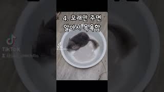 친칠라 키우는 이유