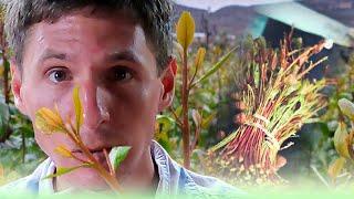 WHY I LOVE MIRAA - White Guy Eats Miraa: A Bold Cultural Experiment