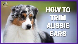 How To Trim Aussie Ears