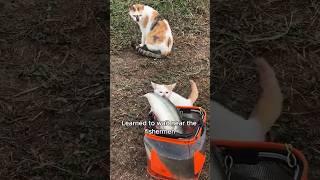 The stray cats that often steal fish #animals #love #shorts