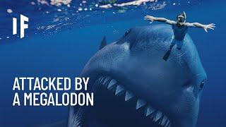 What If You Were Attacked by a Megalodon?