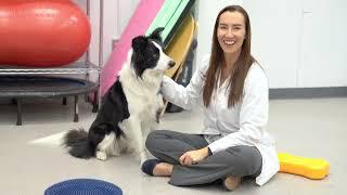 Ohio State veterinarian teams up to develop wearable technology to prevent injuries in agility dogs