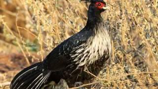 Os coloridos Faisões. The colorful Pheasant.