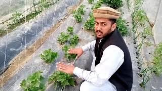 Best Tunnel Farming Tips in Urdu || video  Part 1 || Hadi mian Tv 