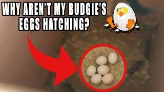 Why aren't my budgie's eggs hatching?