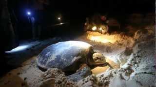 From Sand to Sea and Back - Solomon Islands Sea Turtles