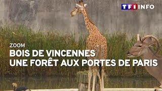 (Re)découvrez le bois de Vincennes, une forêt aux multiples facettes aux portes de Paris