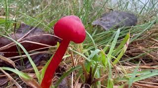 Bunte Pilze (Saftlinge) auf einer Wiese im Spätherbst