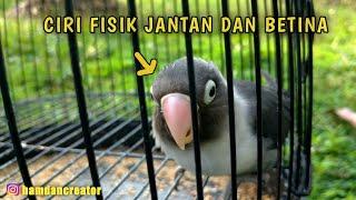 CIRI CIRI LOVEBIRD JANTAN DAN BETINA