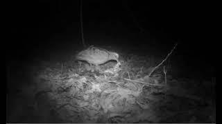 woodcock on trail camera #wildlife #nature #uk #naturelovers #birds #youtube #woodcock #night