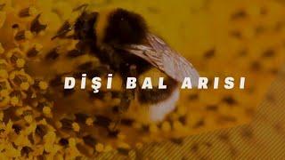 Quran möcüzəsi: Dişi bal arısı