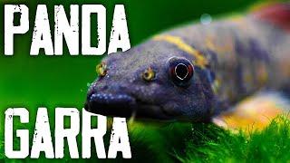 Panda Garra Care Guide