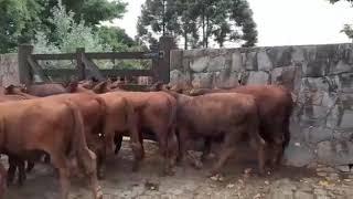 DEVON BRASIL - Cruzamento entre raças  DEVON taurino e SINDI zebu