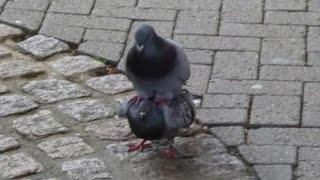 Смешные голуби /// Funny pigeons 21