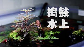 【草缸】水上不也得捣鼓捣鼓吗？Plants above water in tanks