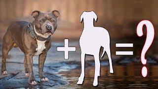 07 Amazing Staffordshire Bull Terrier Cross Breeds Dogs | Staffordshire Bull Terrier Mixes