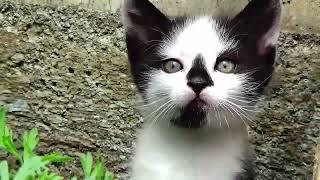 Mark Knopfler, Nana Mouskouri, Chet Atkins, Everly Brother, WHY WORRY, remix second
