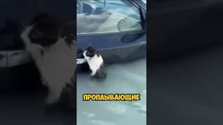 Спас кота от наводнения #shorts #animals #жизнь