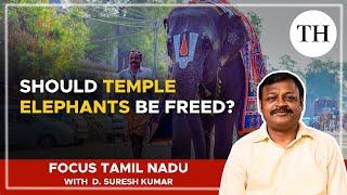 Should temple elephants be freed? | Focus Tamil Nadu