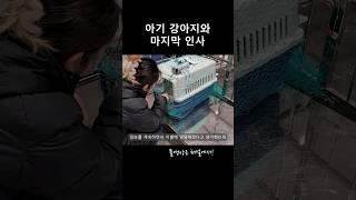 잘가 나의 20번째 아기강아지  #유기견임보 #유기견 #유기견임시보호 #유기견입양  #임시보호브이로그 #shorts