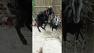 Goat  Beautiful Moments  Time of | RK goat farming | #remix #short #shorts #shortvideo