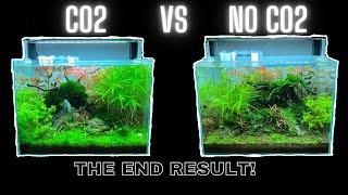 CO2 VS NO CO2 - SIDE BY SIDE COMPARISON - THE DIFFERENCE CO2 MAKES IN GROWING PLANTS