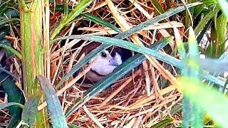 Bird aviary release : Owl Finches ( Taeniopygia bichenovii )