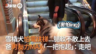 雪橇犬怕電扶梯...腿軟不敢上去 爸男友力MAX「一把抱起」：走吧