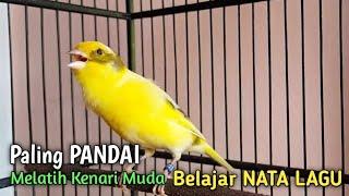 Masteran Kenari gacor Muda belajar NATA LAGU, paling Pandai untk pancingan kenari paud belajar bunyi